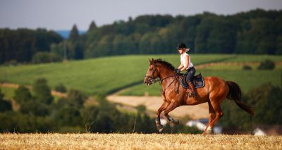 Heat affects speed of horses more than humans - study